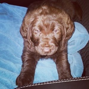 Meet your Posher, Josh